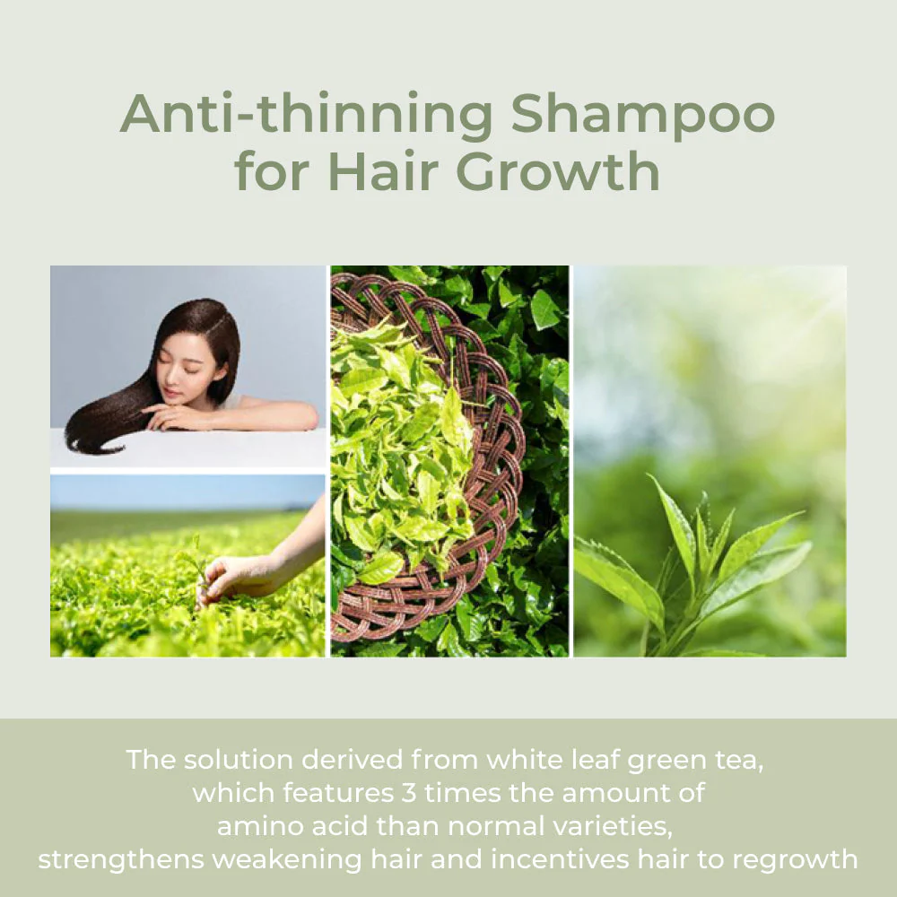 Amos Professional The Green Tea Shampoo Moisturing 500g - Image 3